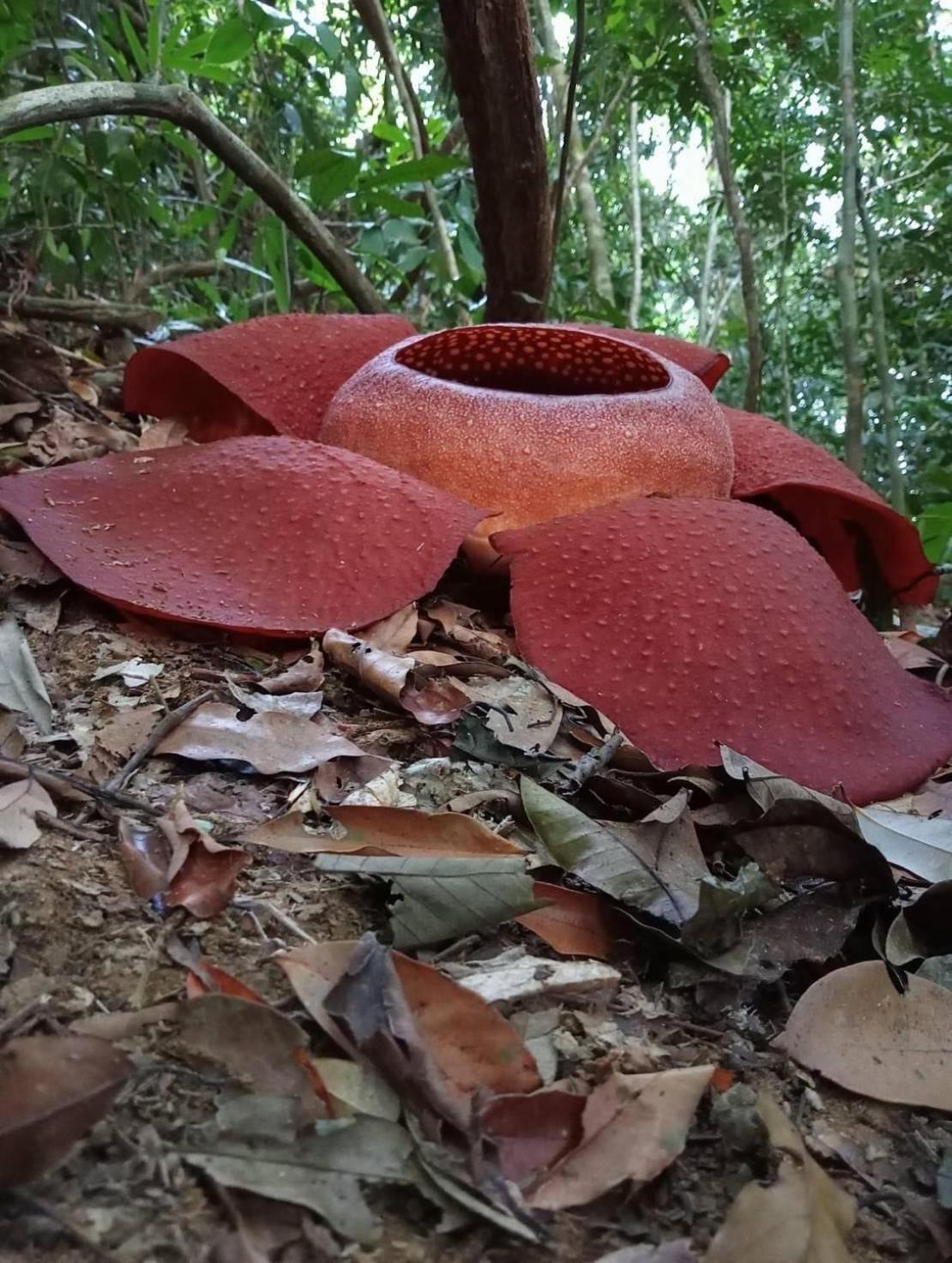 فندق Cosy Garden Khao Sok Khao Sok National Park المظهر الخارجي الصورة